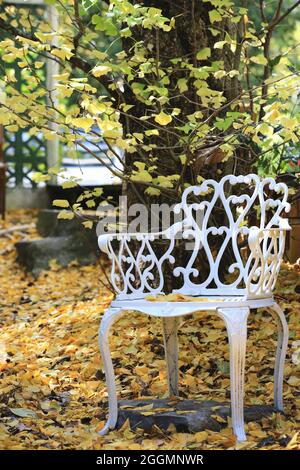 a white chair under the ginkgo tree with many fallen leaves in autumn Stock Photo