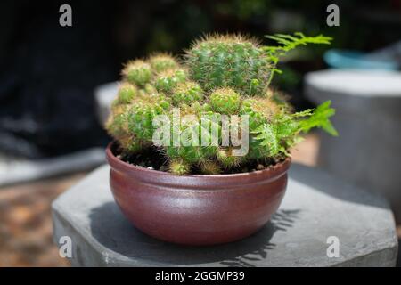 Echinopsis calochlora K.Schum in a dark brown ceramic pot. Cactus in a bowl on a cement chair Stock Photo