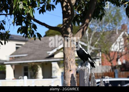 Australian magpie warbling, while perched on a fence post in a suburban street Stock Photo