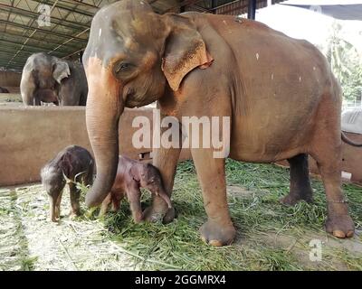 (210902) -- COLOMBO, Sept. 2, 2021 (Xinhua) -- Photo taken on Aug. 31, 2021 shows the twin baby male elephants with their mom elephant named Surangi at the Pinnawala Elephant Orphanage, outside the central hills of Kandy, Sri Lanka. Sri Lanka's wildlife authorities said Tuesday that a pair of twin baby elephants were born at the Pinnawala Elephant Orphanage outside the central hills of Kandy in the Central Province.A senior official of the Wild life Department said the twin elephant birth was the first such birth in Sri Lanka's history among the country's registered domesticated elephants. Stock Photo