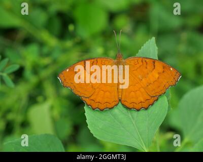 The Angled Castor Butterfly on leaf with natural green background ...