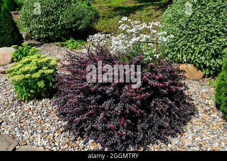 Pigmy bush of Berberis thunbergii Concorde - decorative plant for gardening and landscape design with purple and red leaves and berries. Ornamental dw Stock Photo