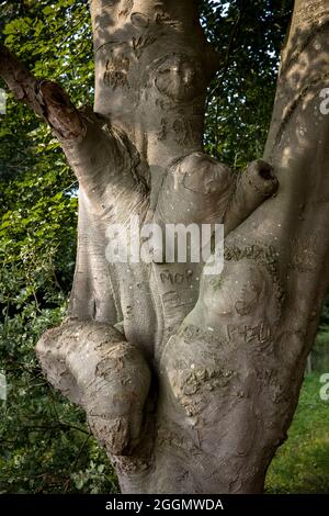 an old gnarled beech tree with carved initials on the river Issel near Wesel, Lower Rhine Region, North Rhine-Westphalia, Germany.  eine alte knorrige Stock Photo