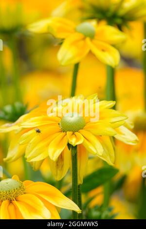 Rudbeckia hirta 'Prairie Sun'. Black-eyed Susan 'Prairie Sun'. Coneflower 'Prairie Sun'. Yellow flowers with pale green centre Stock Photo