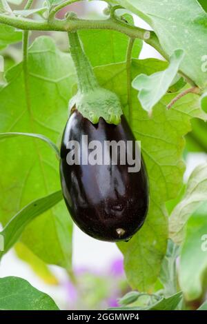 Solanum melongena 'Bonica'. Aubergine 'Bonica'. Eggplant 'Bonica'. Shiny, oval purple/black fruit Stock Photo