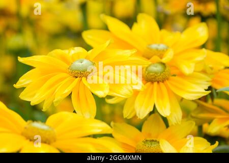 Rudbeckia hirta 'Prairie Sun'. Black-eyed Susan 'Prairie Sun'. Coneflower 'Prairie Sun'. Yellow flowers with pale green centre Stock Photo