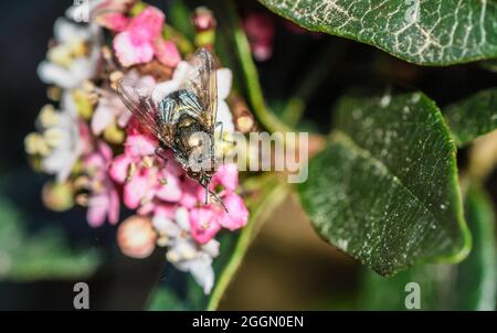 Fly feeding on viburnum tinus flowers, with pollen grains on its body Stock Photo