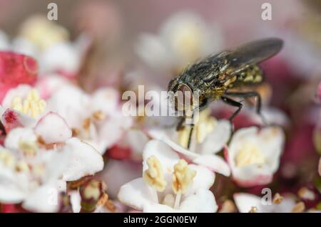 Fly feeding on viburnum tinus flowers, with pollen grains on its body Stock Photo