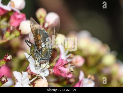 Fly feeding on viburnum tinus flowers, with pollen grains on its body Stock Photo