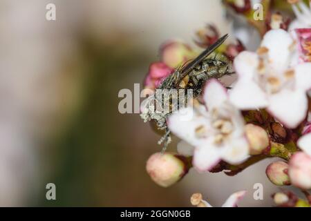 Fly feeding on viburnum tinus flowers, with pollen grains on its body Stock Photo