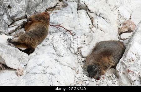 Dead marmot marmots after a fight Stock Photo