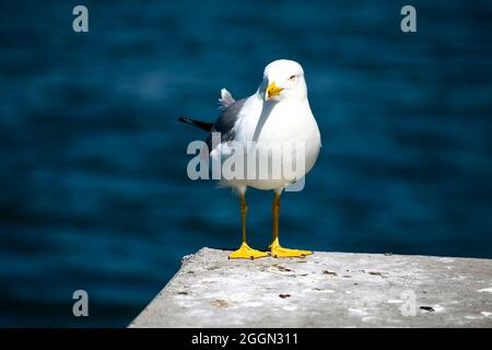 Seagull photo by the beach Stock Photo