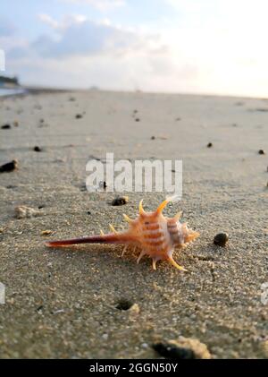 A beautiful shell with sharp thorns on the sandy shore of the ocean. Stock Photo