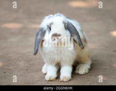 Cute little rabbit with long floppy ears standing on the ground. Selective focusing. A lop-eared rabbit. Stock Photo