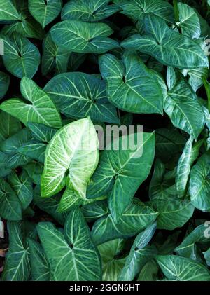 Plants in the jungle are large green leaves. Stock Photo