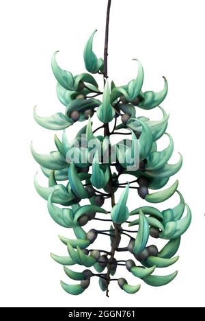 Jade or Emerald vine flower (Strongylodon macrobotrys) in Guatemala Stock Photo