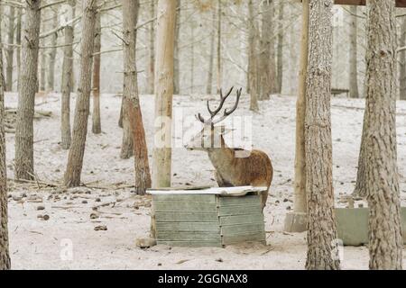 A Stag deer is drinking water in forest Stock Photo