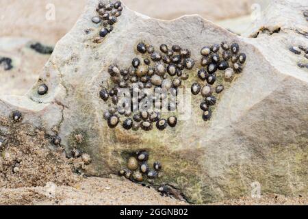 Several common limpets stuck on a beach rock