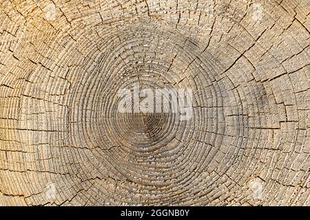 Tree trunk top view texture Stock Photo