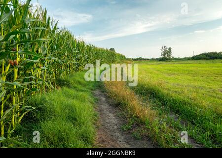 Dirt road next to the corn field Stock Photo