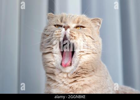 Cute scottish fold young female cat yawning at home Stock Photo