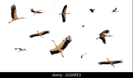 Collection flying storks isolated on white background. Stock Photo