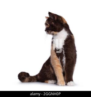 Pretty chocolate tortie with white British Shorthair cat, sitting facing front. Looking sideways away camera with bright orange eyes. Isolated on a wh Stock Photo