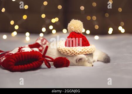 White British kitten in a santa hat lying on a blanket. Festive mood. Stock Photo