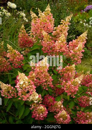 Hydrangea paniculata, evergreen shrub with white flowers Stock Photo ...
