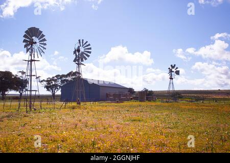 Windmills and barn, Hantam National Botanical Gardens Stock Photo