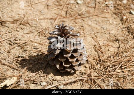 Dried maritime pine cone fallen to the ground in Portugal Stock Photo