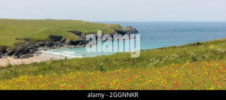 A panoramic image of the arable fields of Common Poppies Papaver rhoeas and Corn Marigolds Glebionid segetum overlooking the secluded Polly Joke Porth Stock Photo