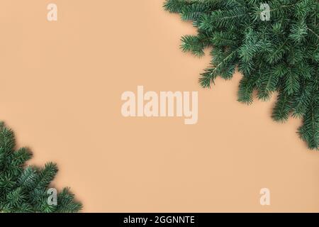borders of fluffy green fir tree branches on beige background Stock Photo