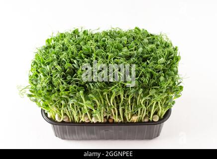 Sprouted pea sprouts in a plastic box on a white background, organic healthy microgreens Stock Photo