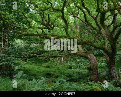 Ancient Oak woodland in Nidderdale. North Yorkshire