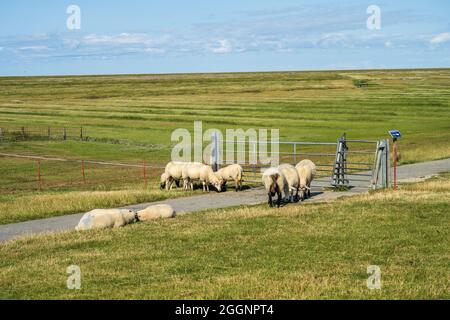 Schafe auf den Salzwiesen  am Deich beim Westerhever Leuchtturm Stock Photo