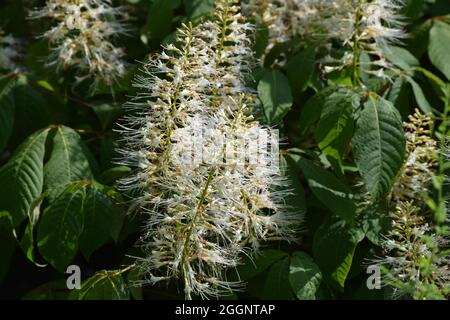 a white flowering Dwarf Horse-chestnut Stock Photo