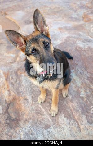 Female black and tan German Shepherd dog. Stock Photo