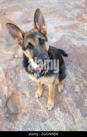 Female black and tan German Shepherd dog. Stock Photo