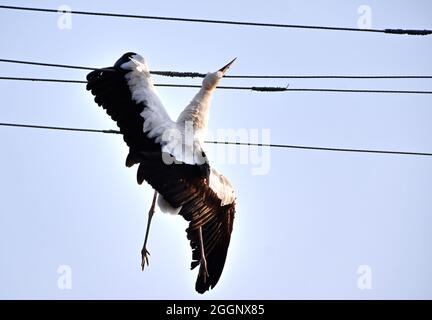 Shallow focus of a dead stork hanging from electric cables Stock Photo