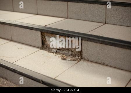 Destroyed facing of steps. Collapsed tiles. Renovation of the facade is required. The cement fell off. Stock Photo