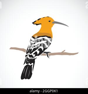 Vector of hoopoe on white background. Eurasian hoopoe (Upupa epops). Easy editable layered vector illustration. Wild Animals. Stock Vector