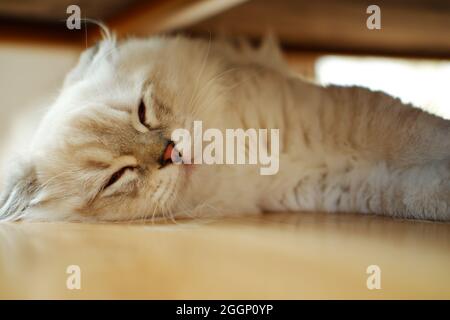 Furry White Scottish Fold Cat Lying on Floor Indoorlying Stock Photo