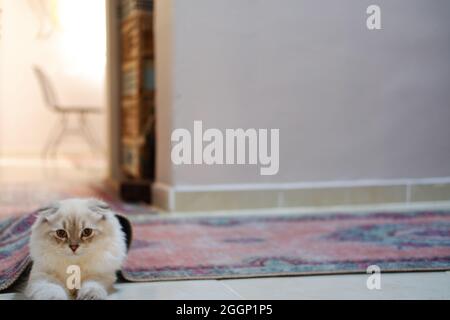 White Furry Irish Fold Cat Under Carpet Stock Photo