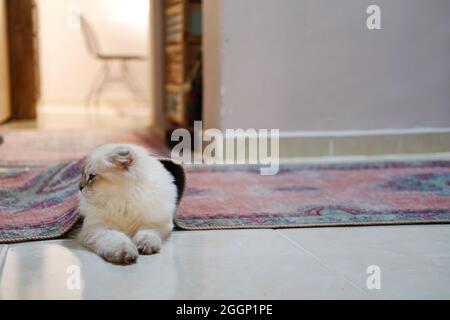 White Furry Irish Fold Cat Under Carpet Stock Photo