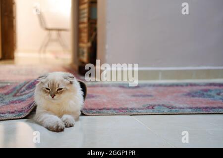 White Furry Irish Fold Cat Under Carpet Stock Photo