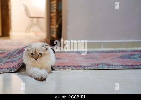 White Furry Irish Fold Cat Under Carpet Stock Photo