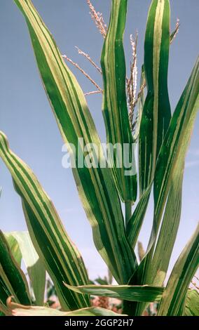 Downy mildew (Peronosclerospora sorghi) infection symptoms on the upper leaves of a maize or corn (Zea mays) plant, USA Stock Photo