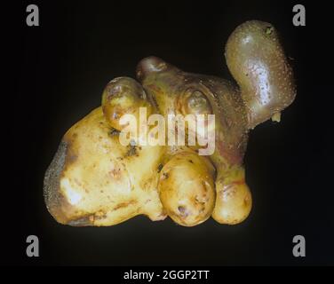 Secondary growth of a potato tuber Stock Photo - Alamy