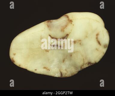 A section of a potato tuber showing spraing a symptom of tobacco rattle (TRV) and potato mop-top virus PMTV) Stock Photo